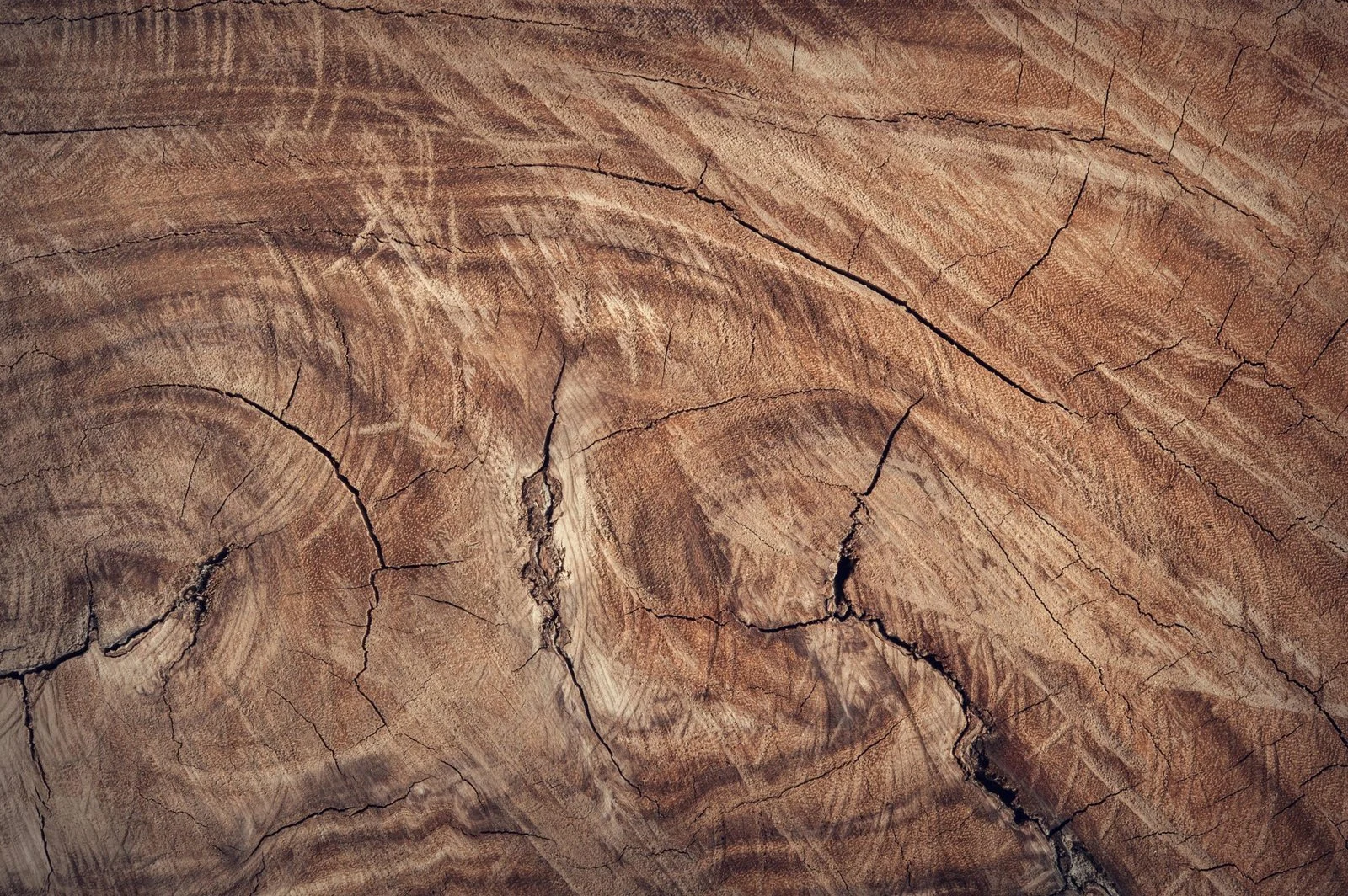 Close-up of the natural grain and growth rings in solid wood